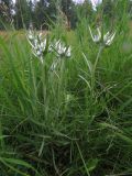 Leontopodium conglobatum