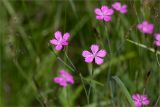 Dianthus deltoides