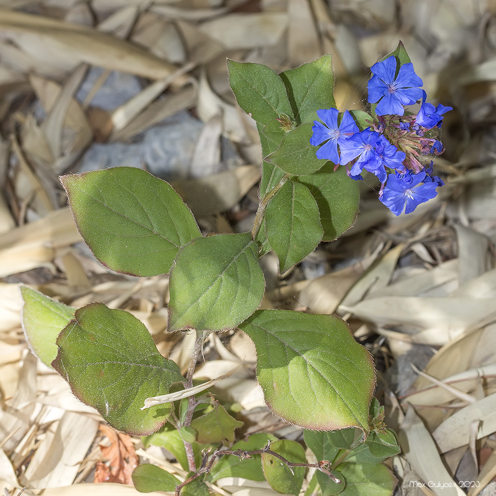 Image of genus Ceratostigma specimen.