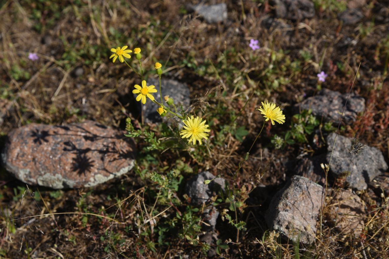 Image of Unknown species specimen.