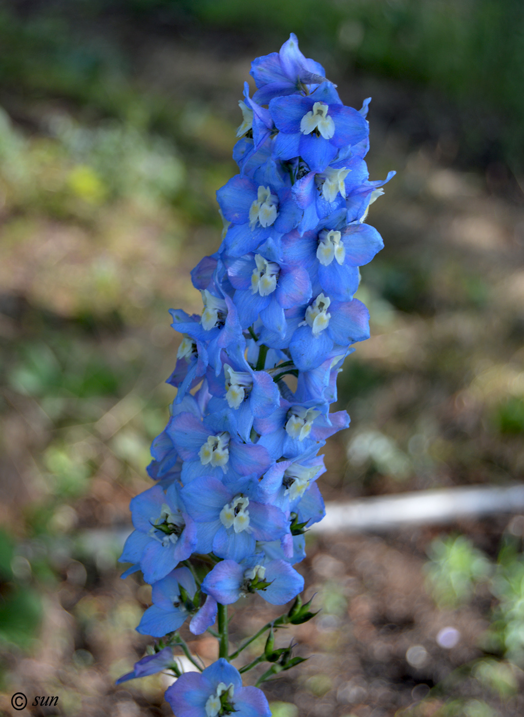 Image of Delphinium elatum specimen.