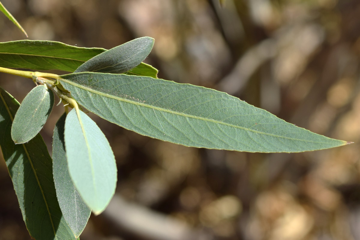 Image of Salix blakii specimen.