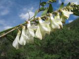 Hedysarum flavescens. Верхушка побега с соцветием. Казахстан, Жамбылская обл., Жуалынский р-н, запов. \"Аксу-Джабаглы\"; Таласский Алатау, ущ. Коксай, ≈ 2150 м н.у.м., берег речки. 1 июня 2025 г.