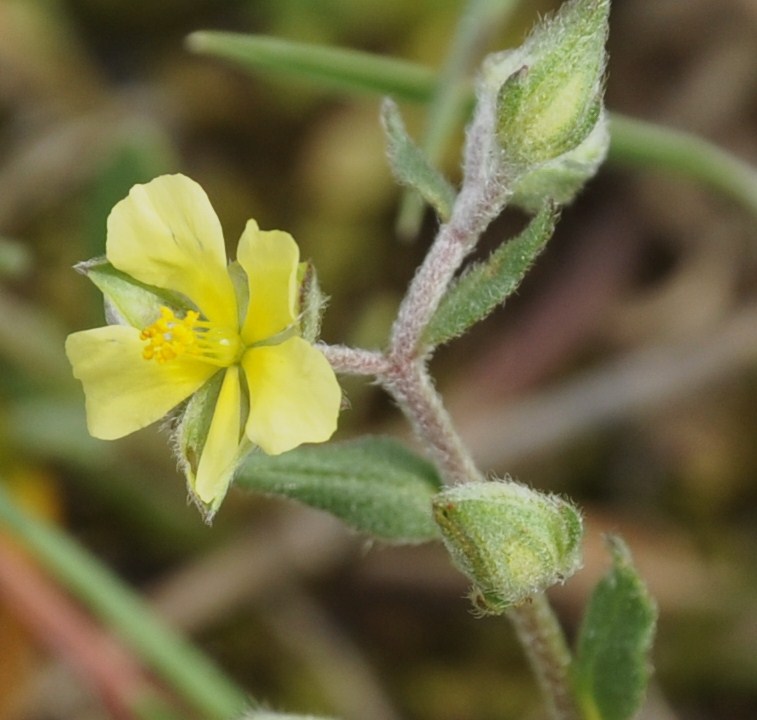 Изображение особи род Helianthemum.