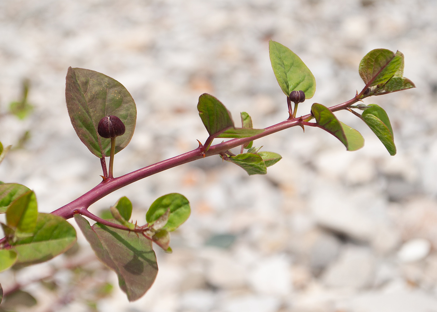 Изображение особи Capparis orientalis.