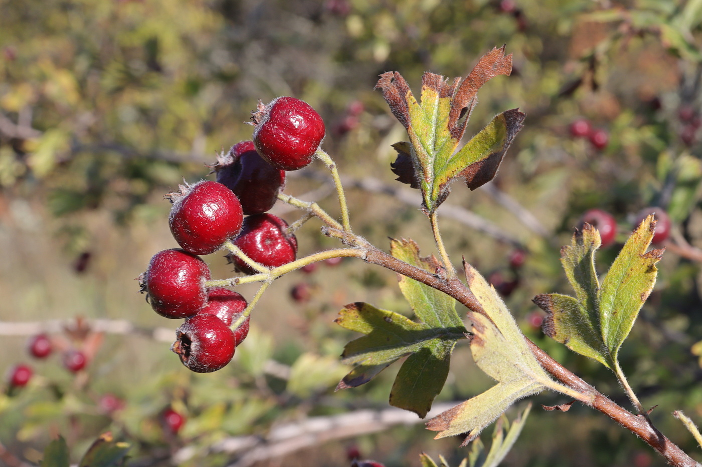Image of Crataegus × tournefortii specimen.