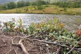 Rhododendron aureum