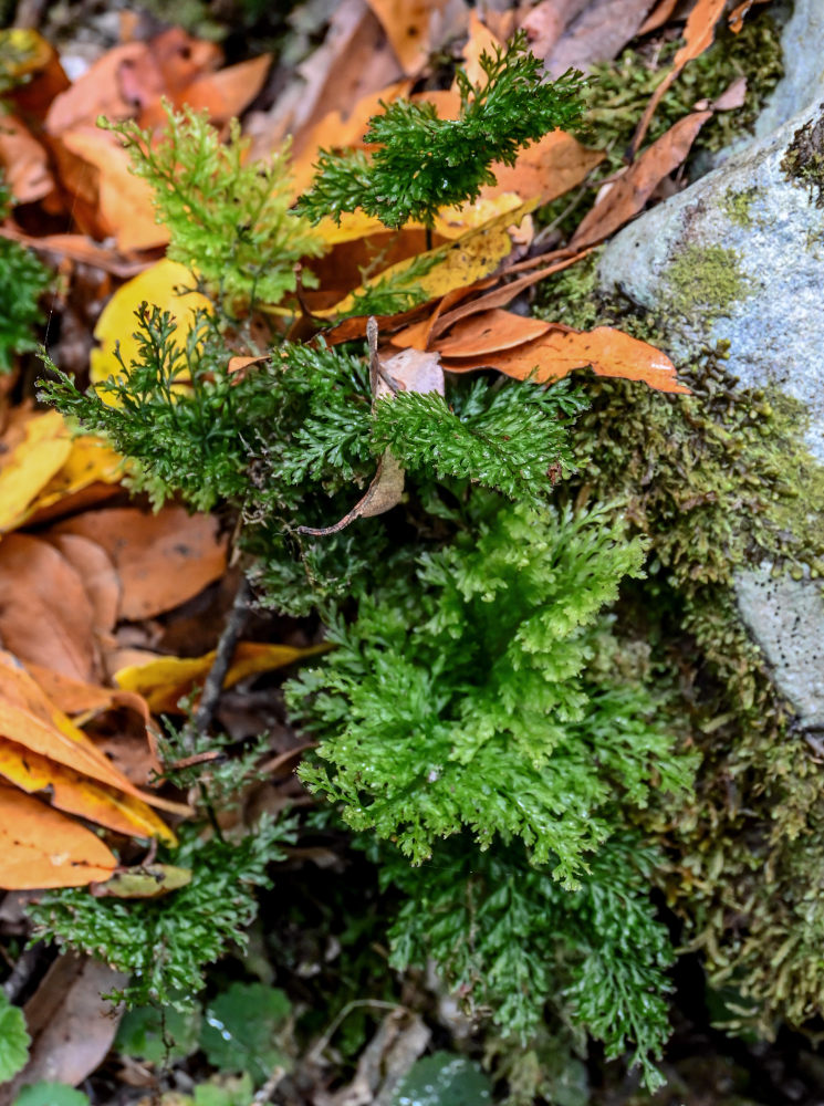 Image of Vandenboschia speciosa specimen.