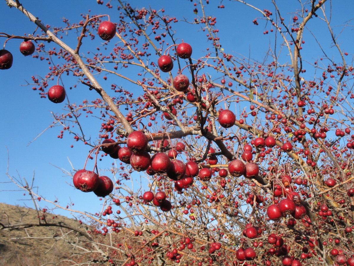 Изображение особи Crataegus turkestanica.