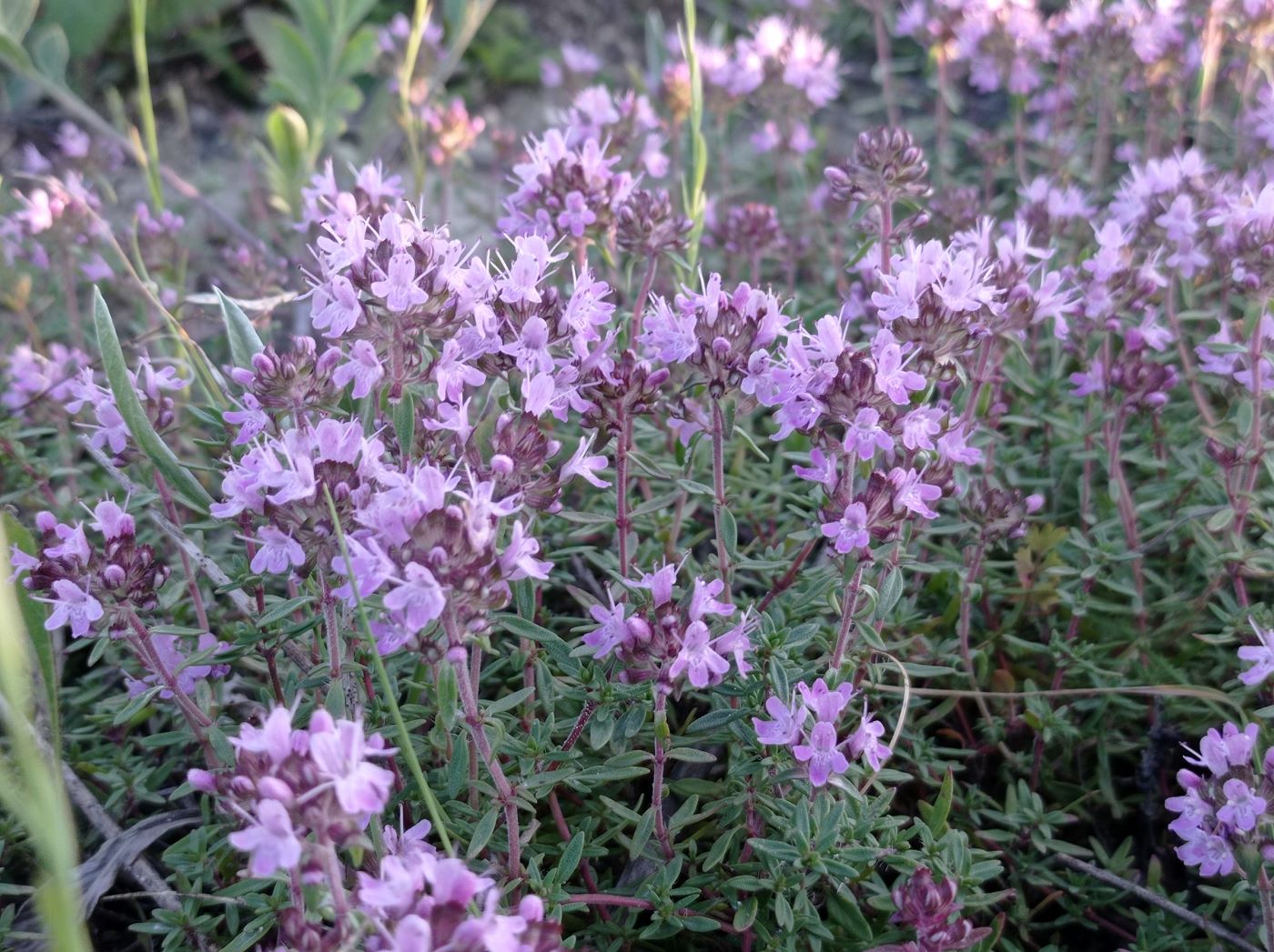 Изображение особи Thymus calcareus.