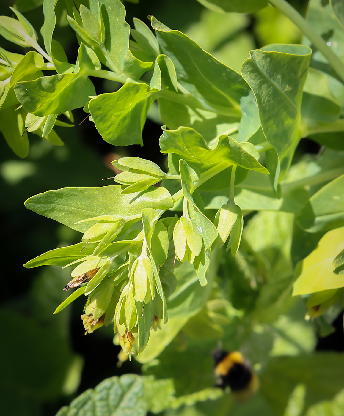 Изображение особи Cerinthe glabra ssp. caucasica.