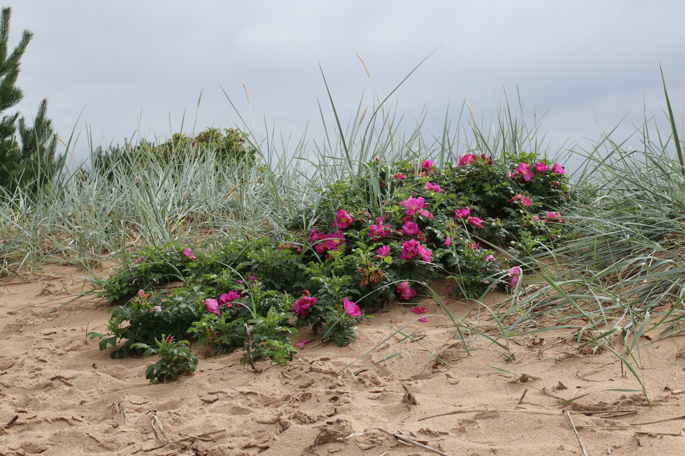 Изображение особи Rosa rugosa.