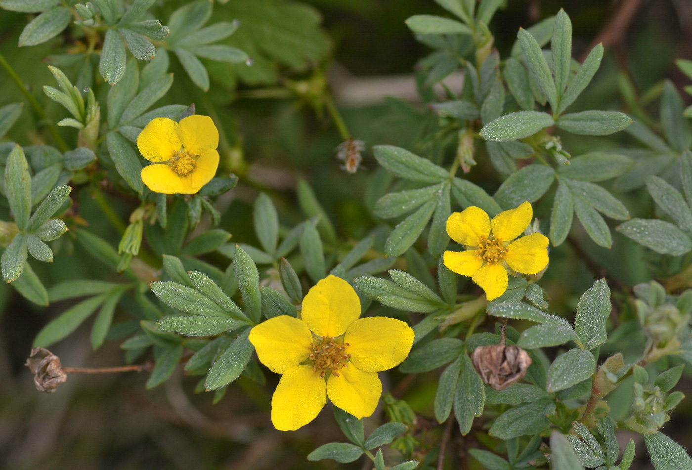 Изображение особи Dasiphora fruticosa.