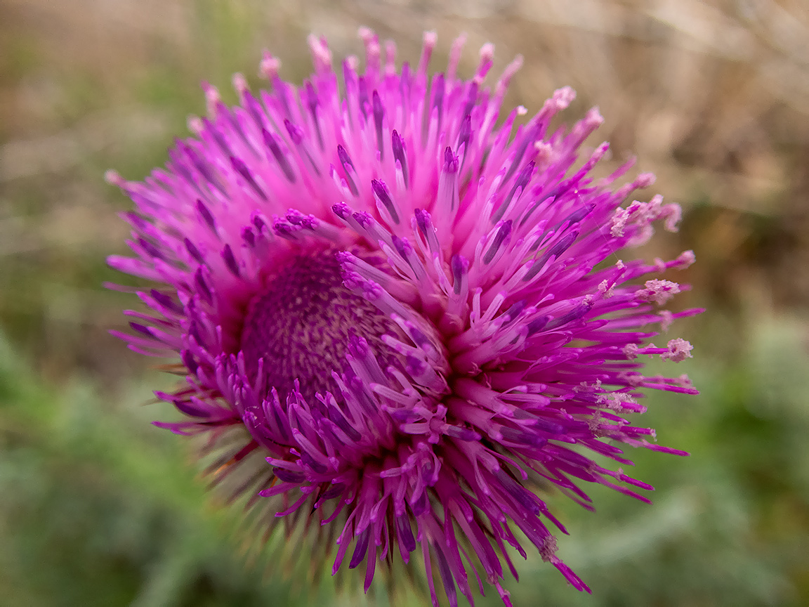 Image of Carduus uncinatus specimen.