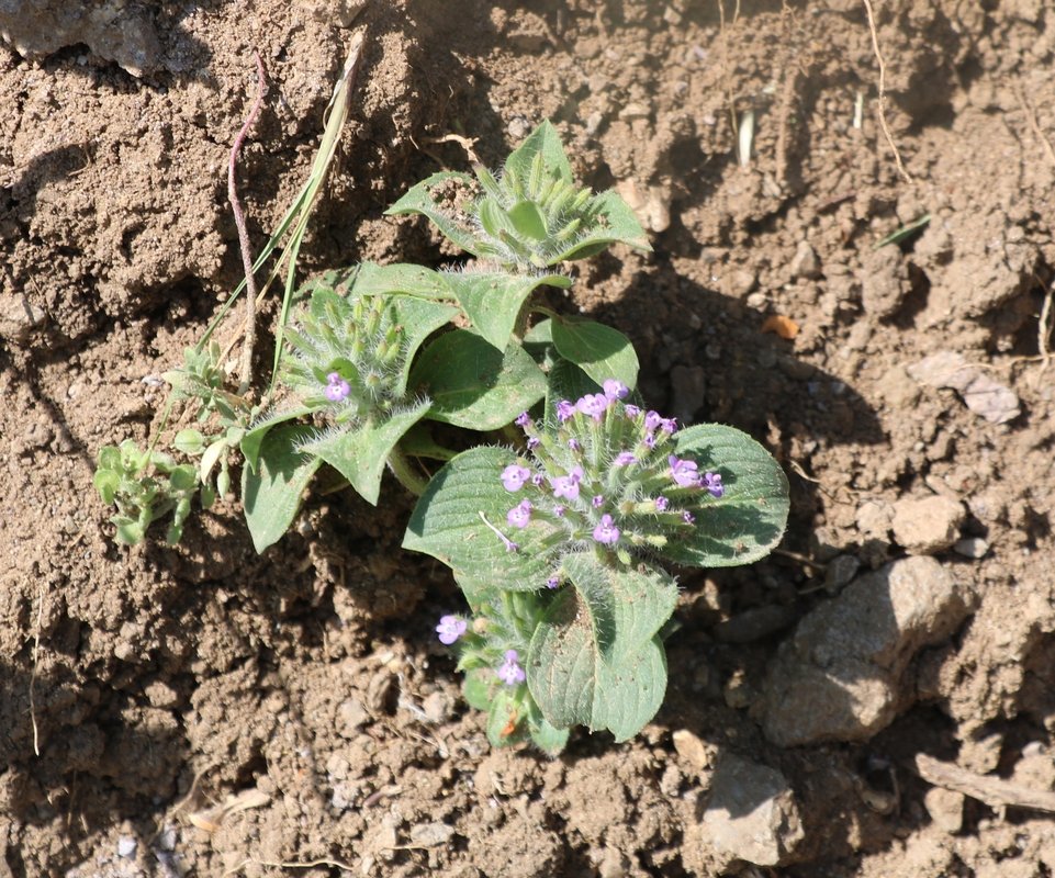 Image of Ziziphora capitata specimen.