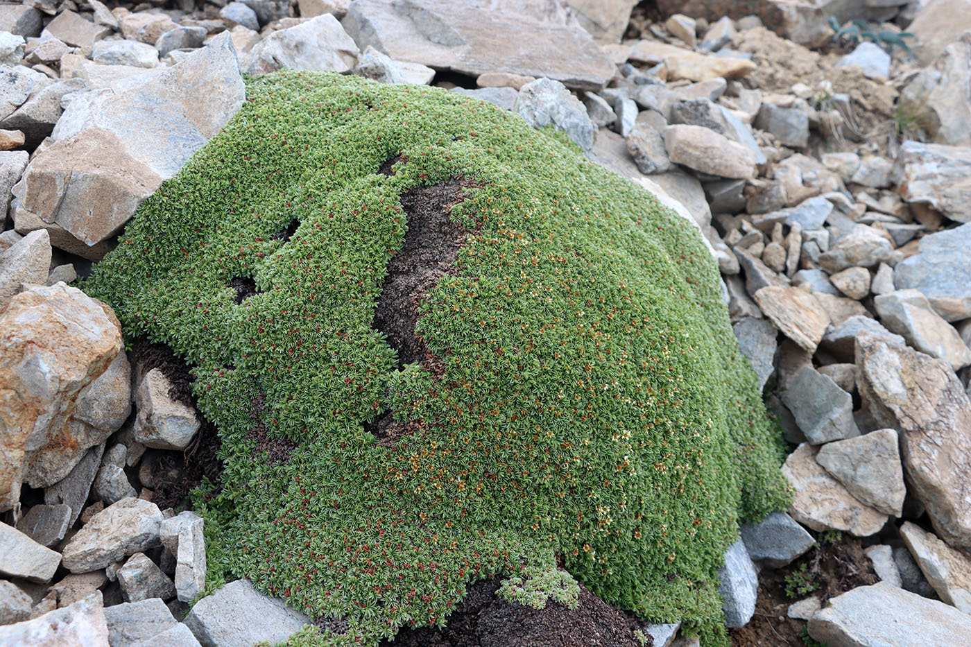 Image of Sibbaldia tetrandra specimen.