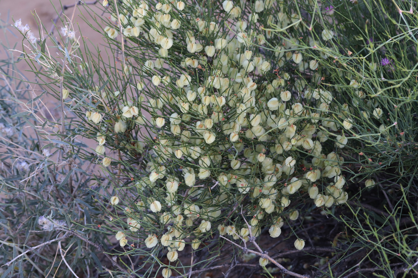 Изображение особи Calligonum leucocladum.