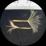 Scorzonera laciniata. Семена. ЛНР, г. Луганск, склон Мощинского яра. (съемка МБС 10, ув. х4). 10.02.2026.