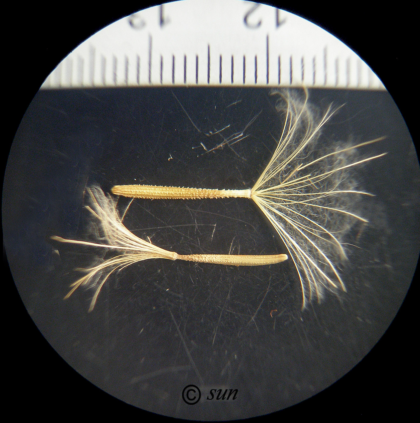 Image of Scorzonera laciniata specimen.