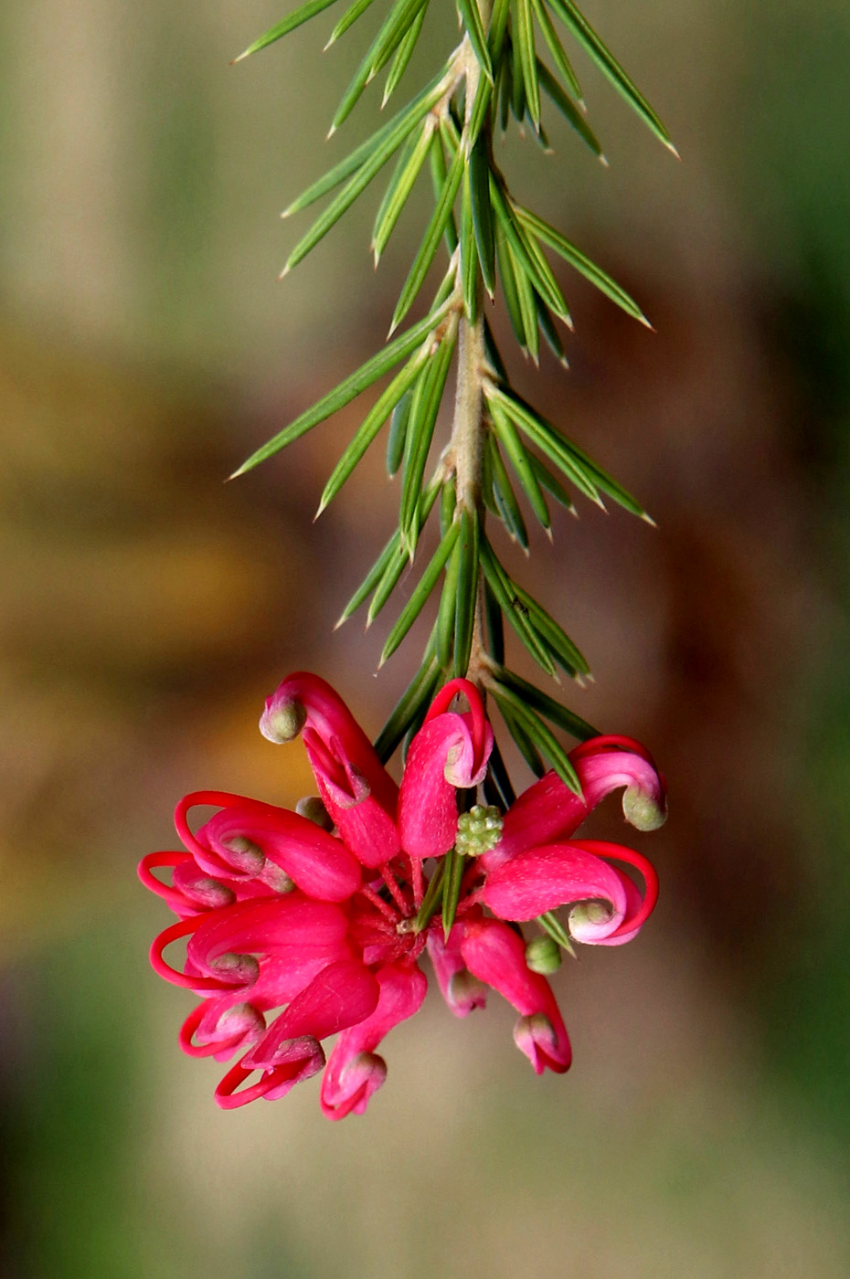 Image of Grevillea rosmarinifolia specimen.