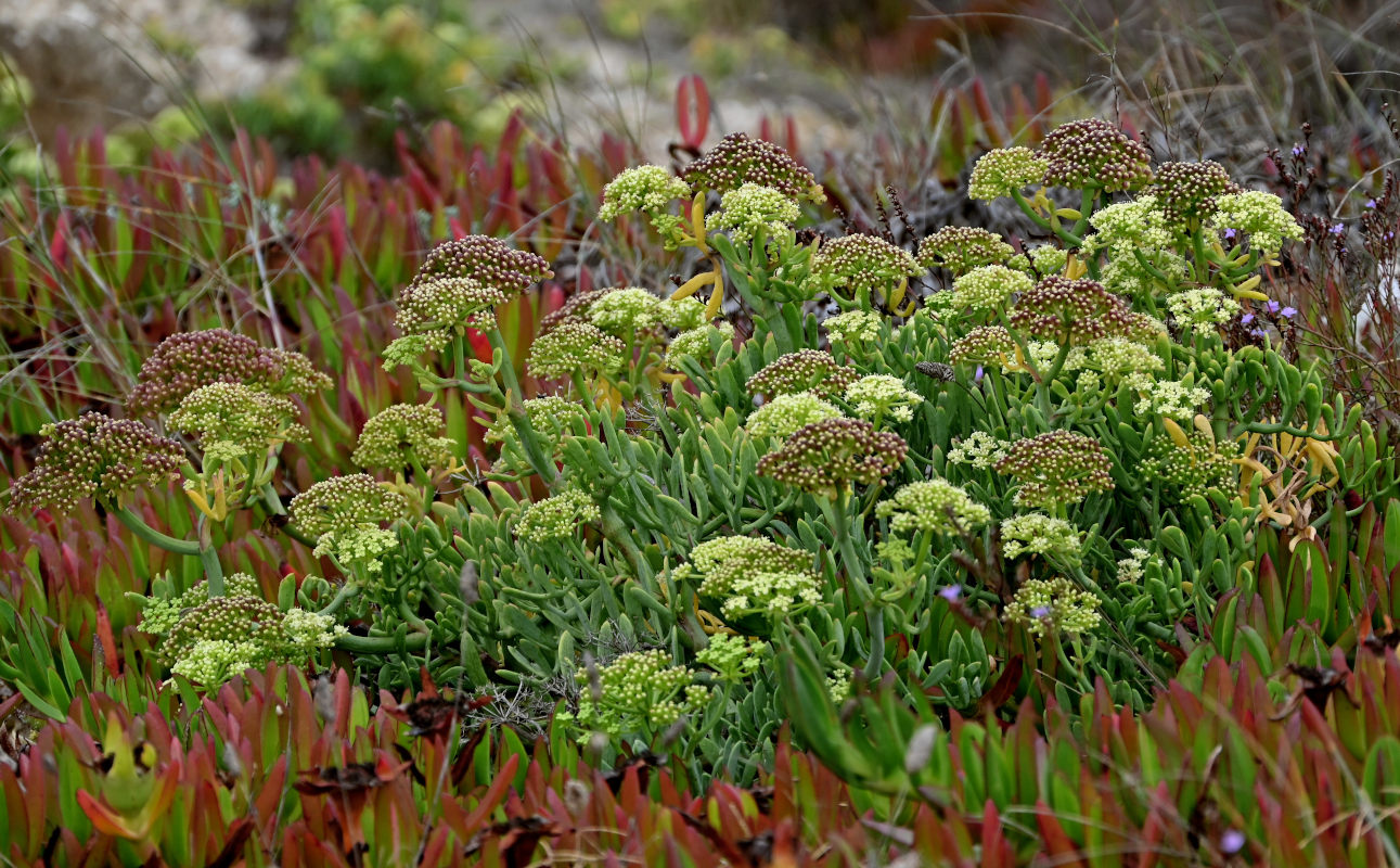 Изображение особи Crithmum maritimum.