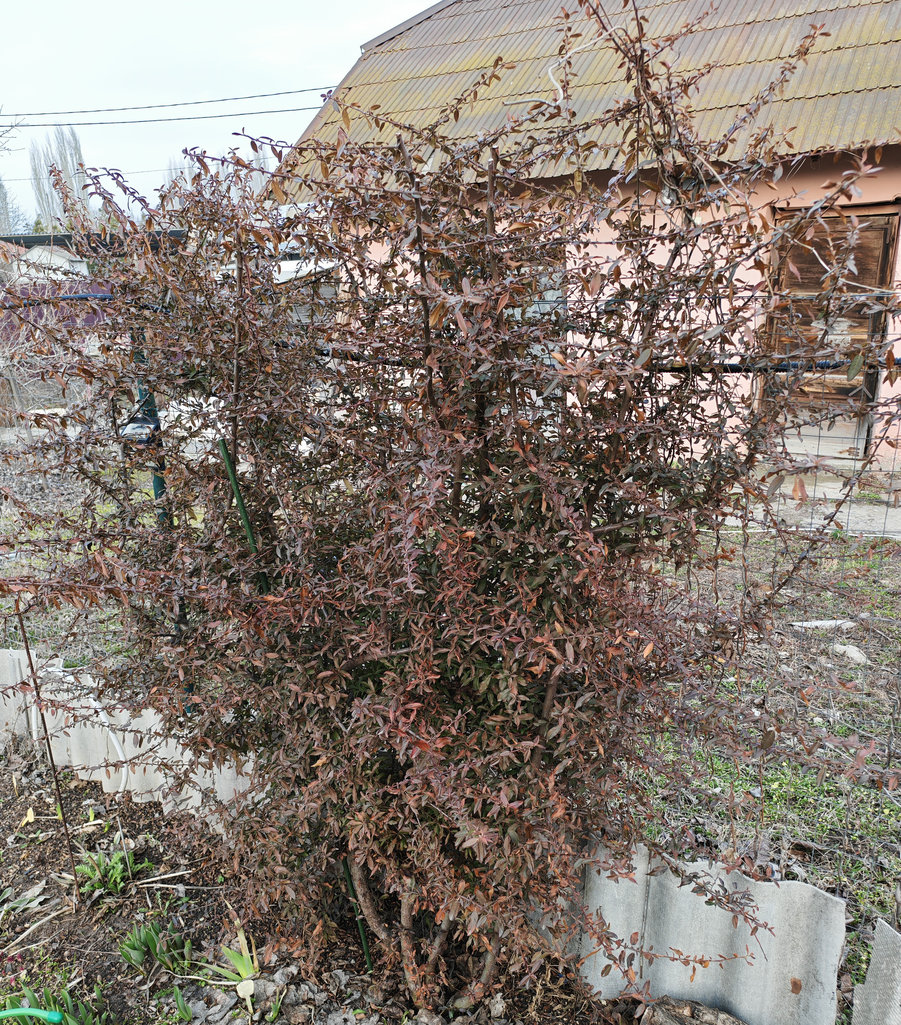 Image of Unknown species specimen.