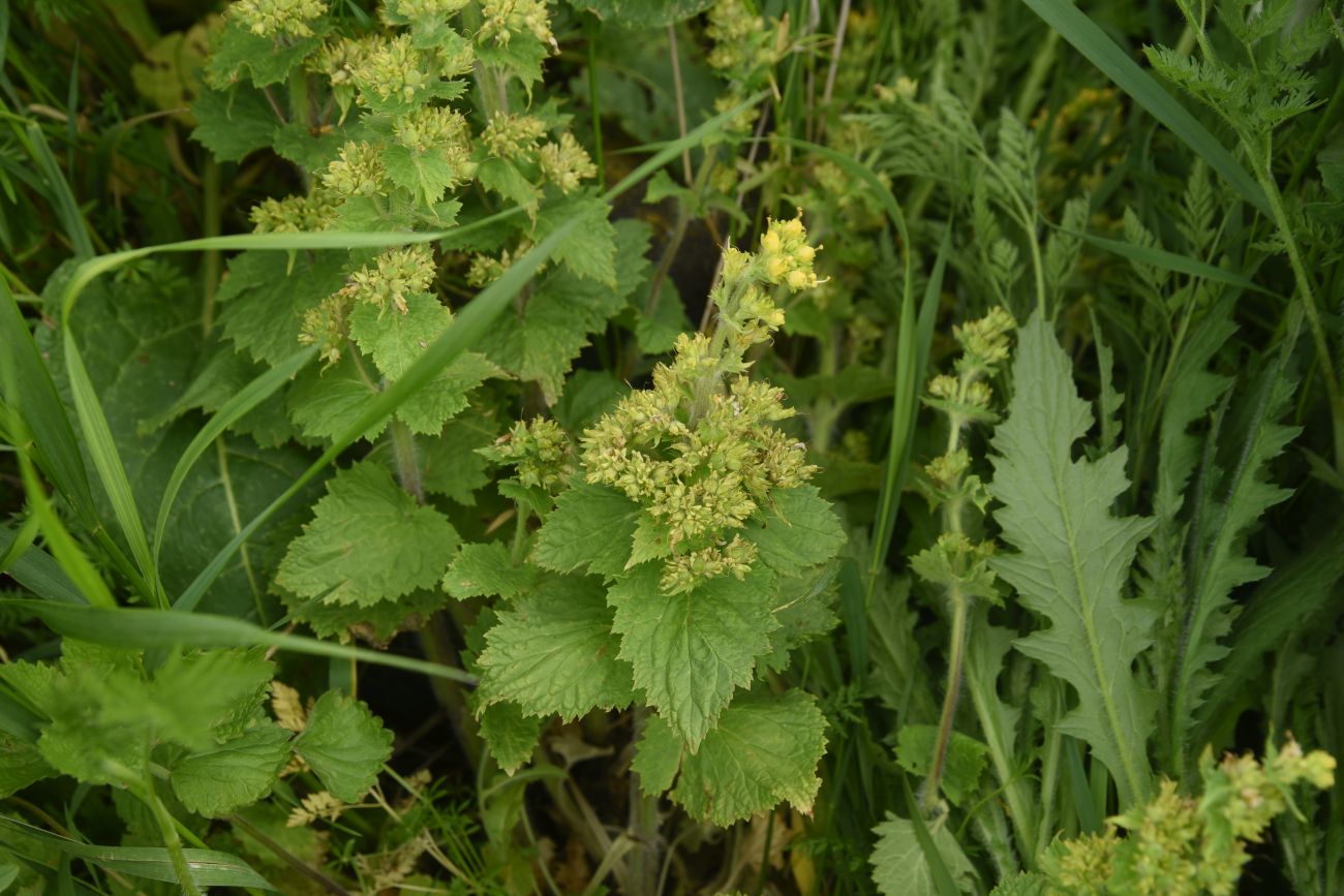 Изображение особи Неопознанный вид.