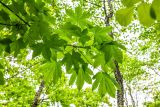 Kalopanax septemlobus. Верхушка ветви молодого дерева (видны стволы Betula dauurica). Приморский край, Хасанский р-н, п-ов Гамова, мыс Теляковского, широколиственный лес. 17.05.2026.