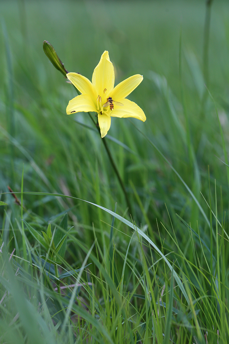 Image of Hemerocallis minor specimen.