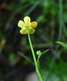 род Ranunculus