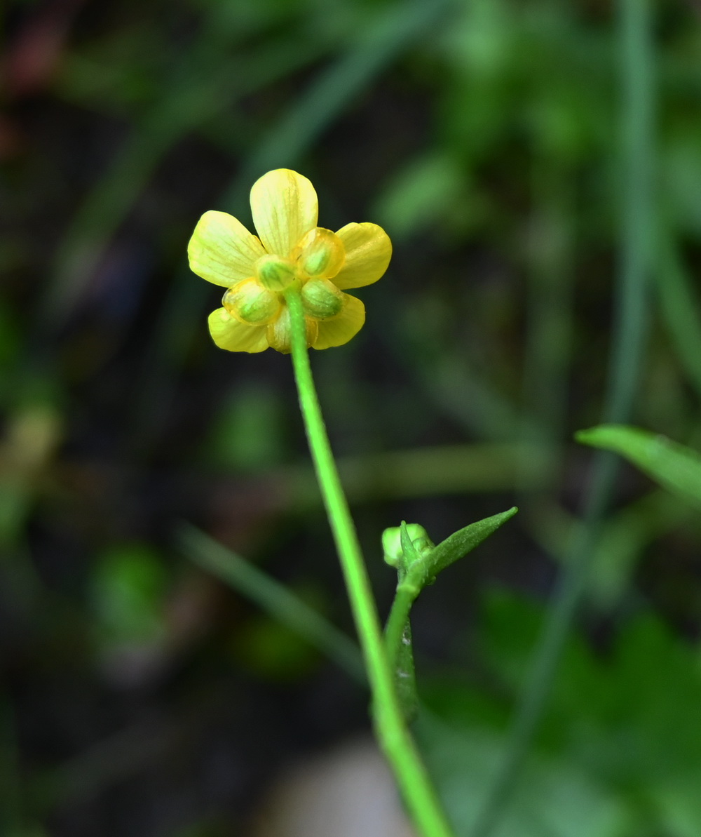 Изображение особи род Ranunculus.