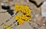 Helichrysum stoechas. Верхушки побегов с соцветиями. Португалия, округ Бежа, окр. г. Карвальял, каменистый склон. 06.06.2026.