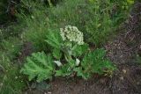 genus Heracleum. Цветущее растение. Грузия, край Самцхе-Джавахети, Ахалцихский муниципалитет, левый борт р. Цинубанисцкали, 1,5 км выше по течению от горячего источника Цинубани. 9 июня 2026 г.