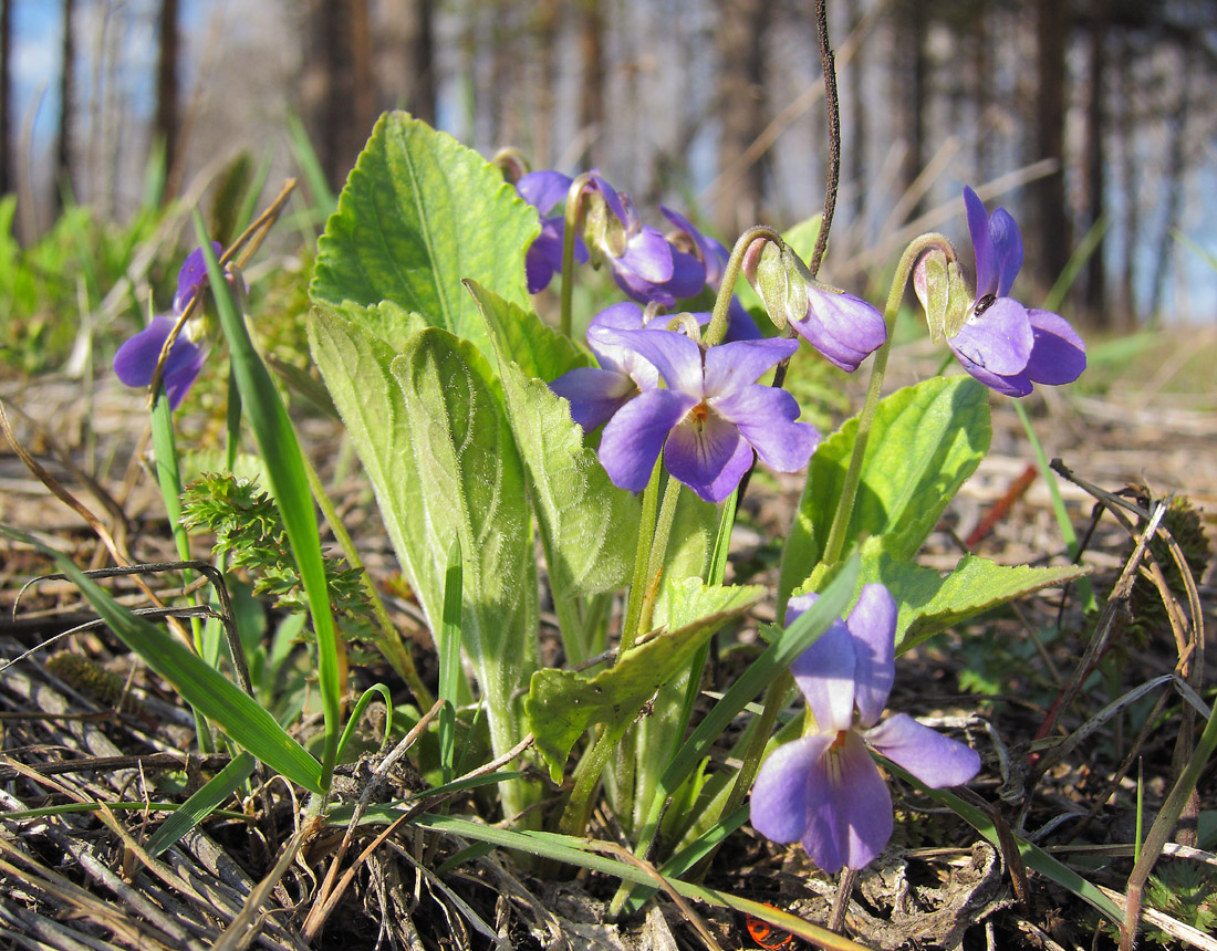 Image of Viola hirta specimen.