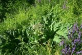 genus Heracleum
