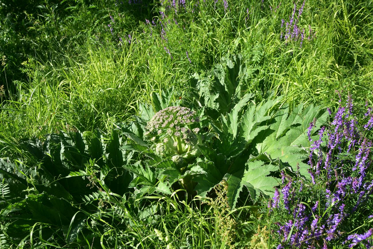 Image of genus Heracleum specimen.