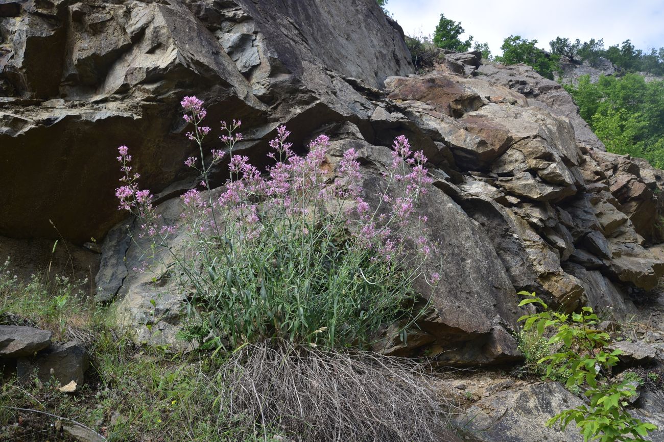 Изображение особи Centranthus longiflorus.
