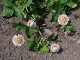 Trifolium hybridum. Верхушки цветущих побегов. Хабаровский край, г. Комсомольск-на-Амуре, обочина грунтовой дороги. 20.06.2026.