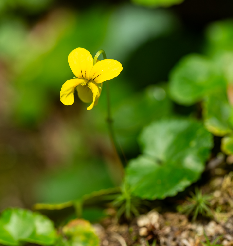 Image of Viola kusnezowiana specimen.