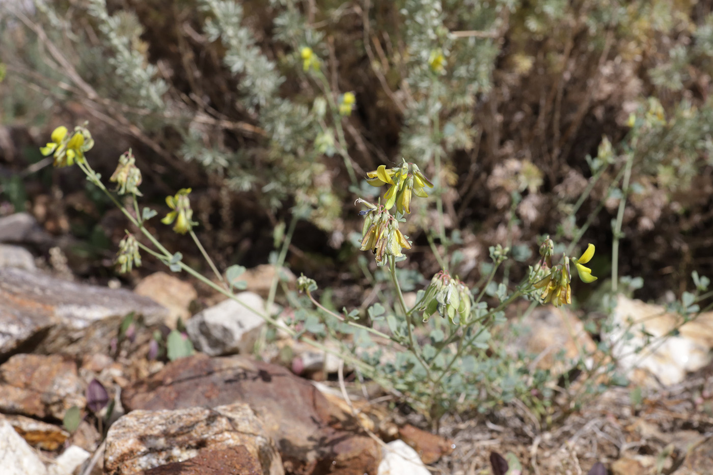 Image of genus Melilotoides specimen.