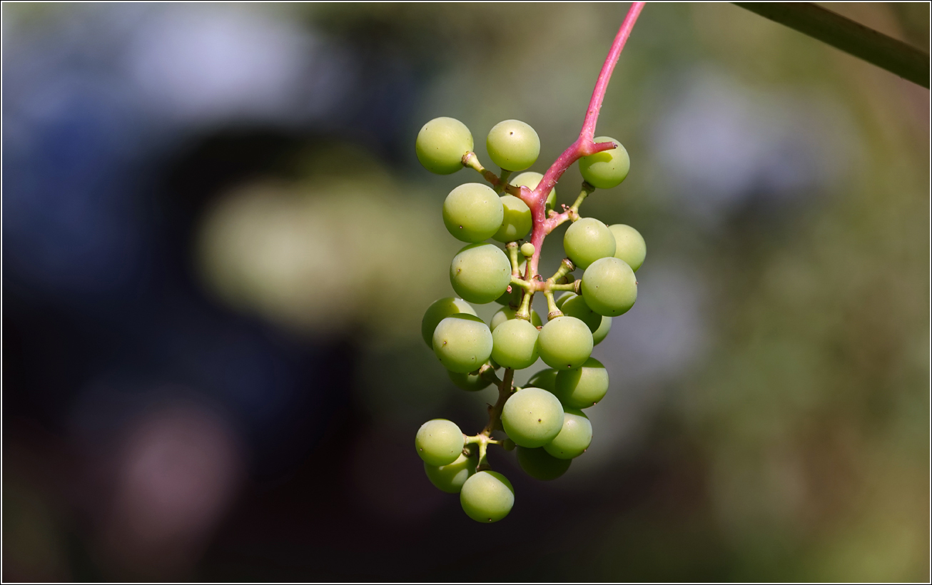 Image of Vitis × alexanderi specimen.