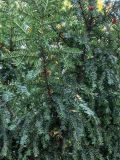 Taxus baccata