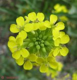 Erysimum cuspidatum