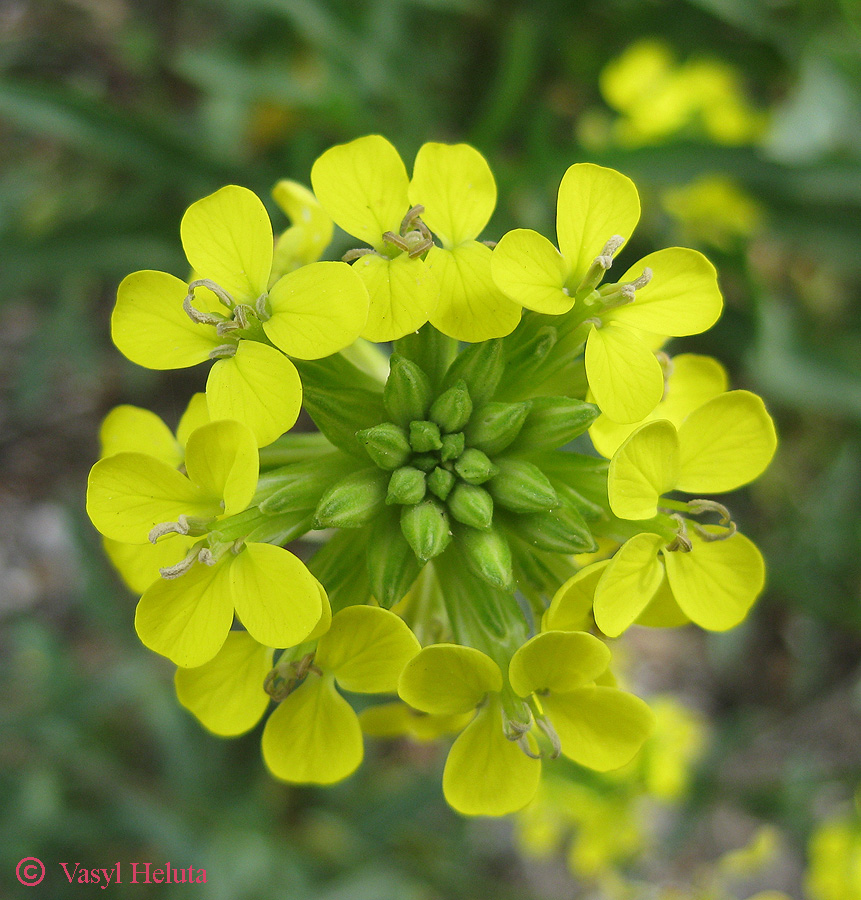 Изображение особи Erysimum cuspidatum.