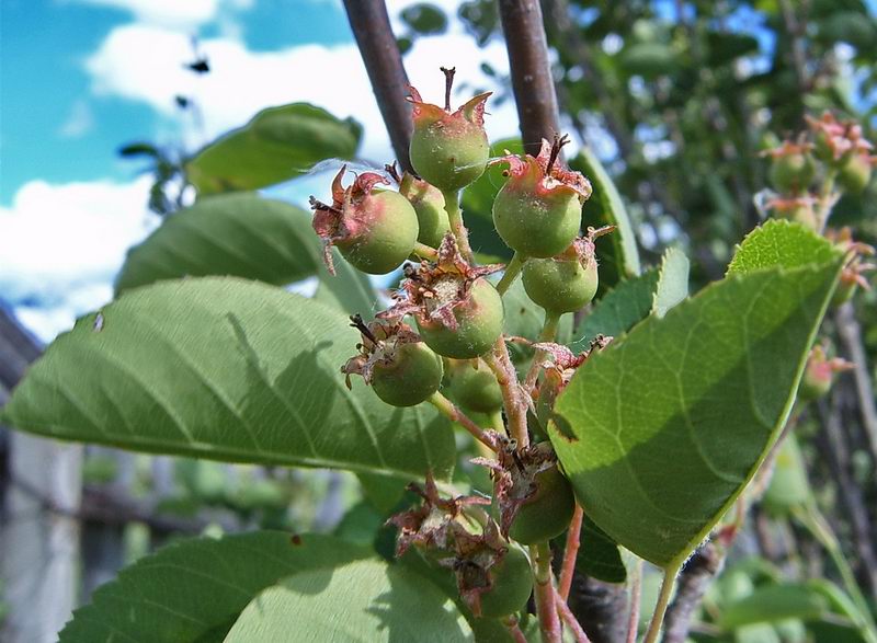 Image of Amelanchier spicata specimen.