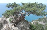 Juniperus excelsa. Взрослое дерево. Крым, Южный берег, гора Караул-Оба. 06.05.2011.
