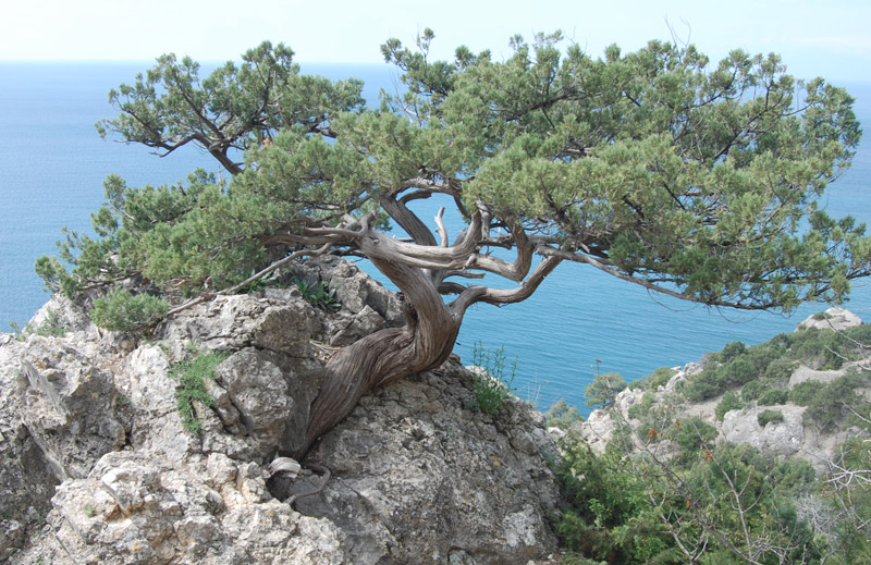 Image of Juniperus excelsa specimen.