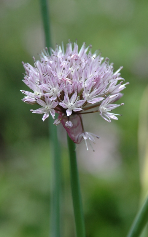 Image of Allium ledebourianum specimen.
