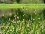 Eleocharis palustris