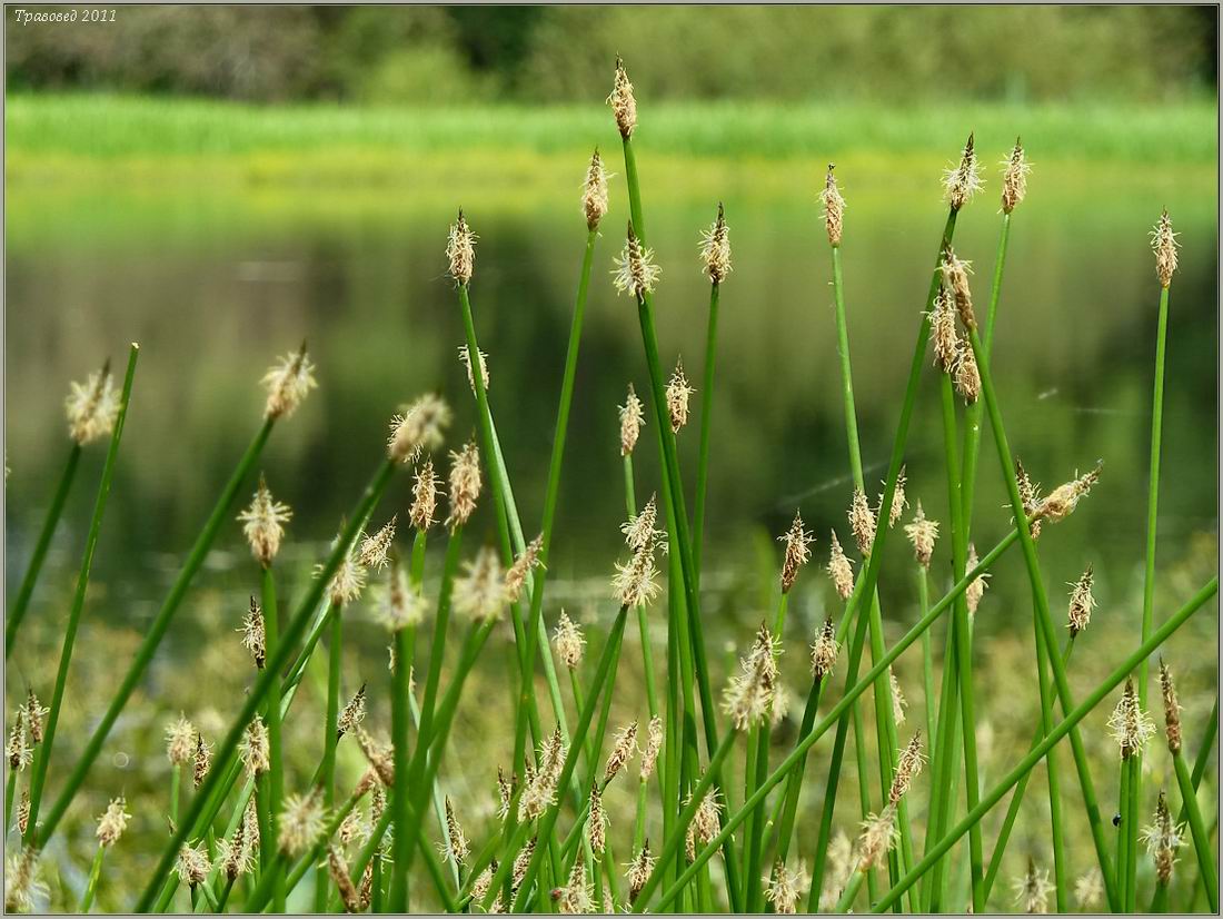 Изображение особи Eleocharis palustris.